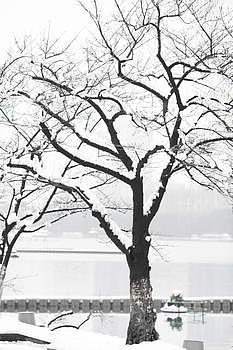 雪后的树图片素材免费下载
