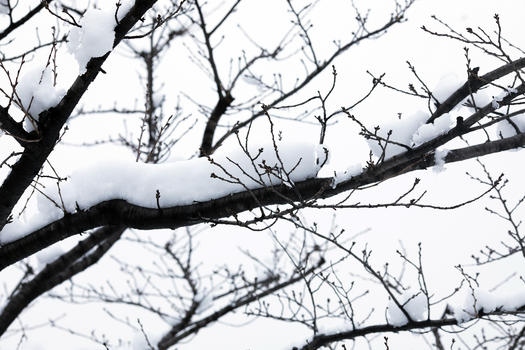 大雪后的树枝图片素材免费下载