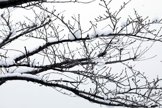大雪后的树枝图片素材免费下载