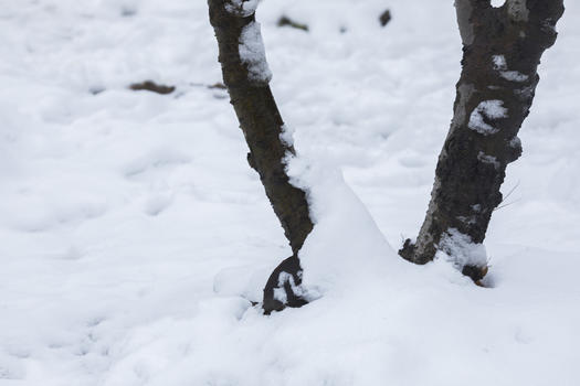 大雪后的树根图片素材免费下载
