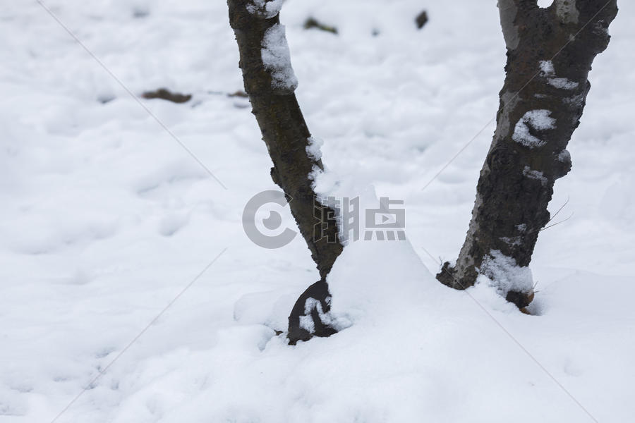 大雪后的树根图片素材免费下载