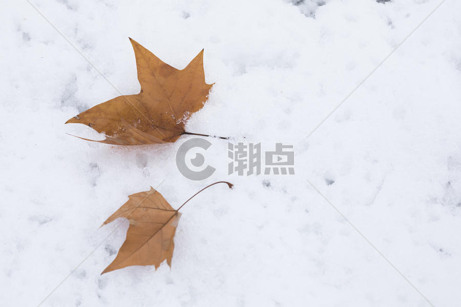 雪地上的落叶图片素材免费下载