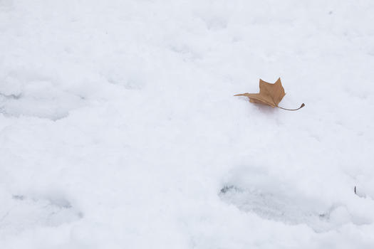 雪地上的风景图片素材免费下载