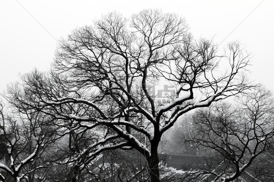 大雪后的风景图片素材免费下载