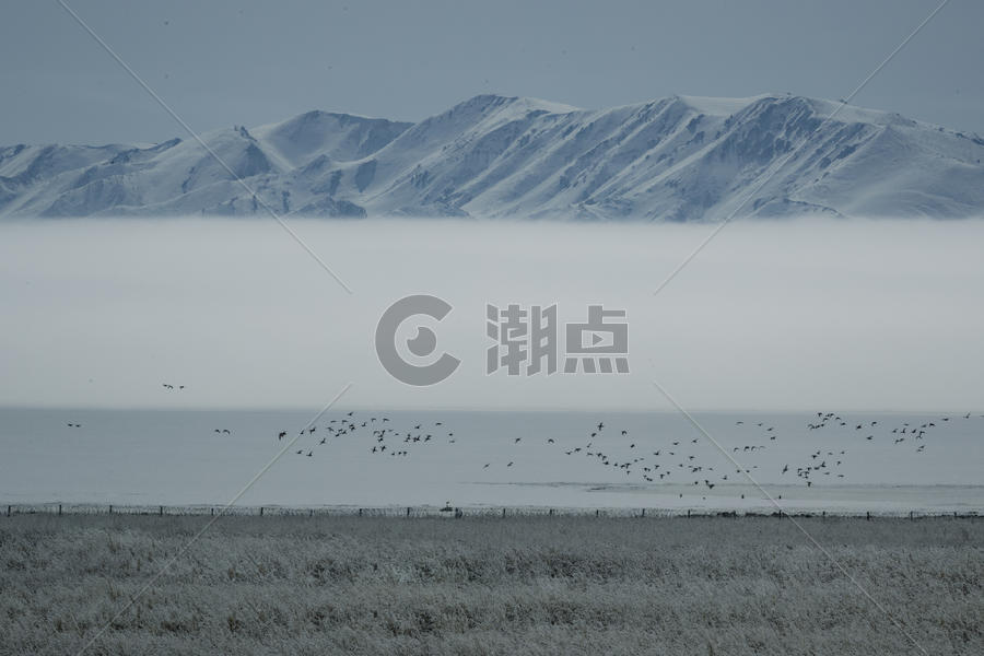 新疆天山下的鸟群图片素材免费下载