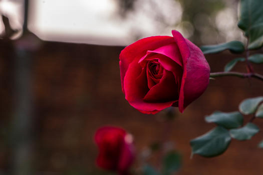 冬天里的玫瑰花图片素材免费下载