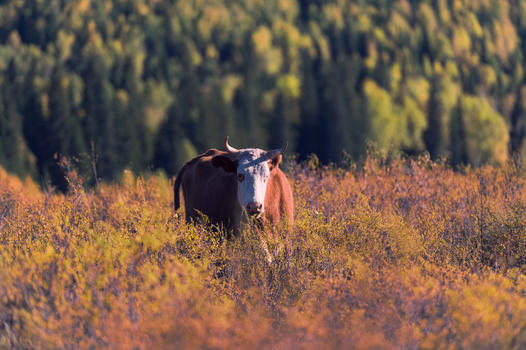 新疆喀纳斯禾木的牛图片素材免费下载