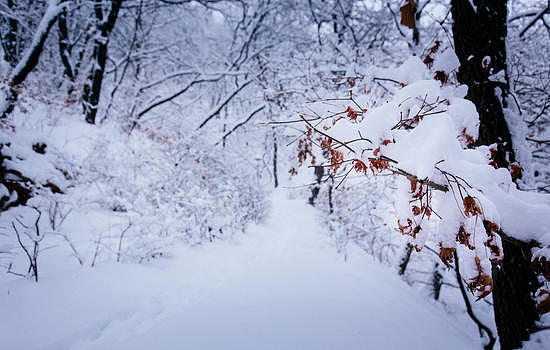 冬天被大雪覆盖的森林中的小路图片素材免费下载