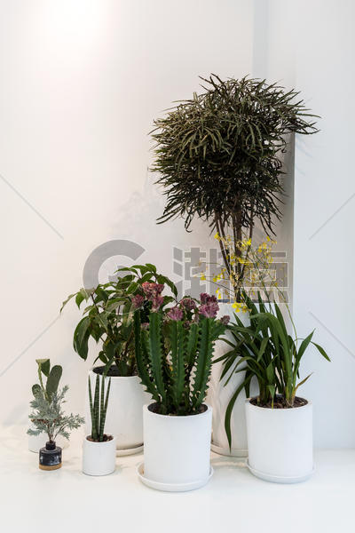 室内装饰植物图片素材免费下载