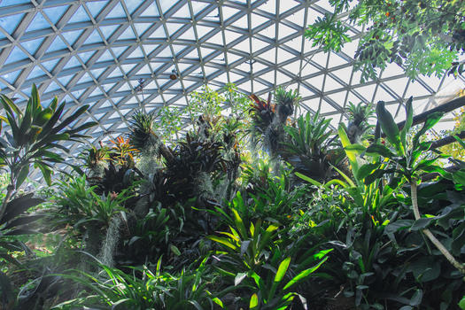 上海辰山植物园热带植物温室图片素材免费下载