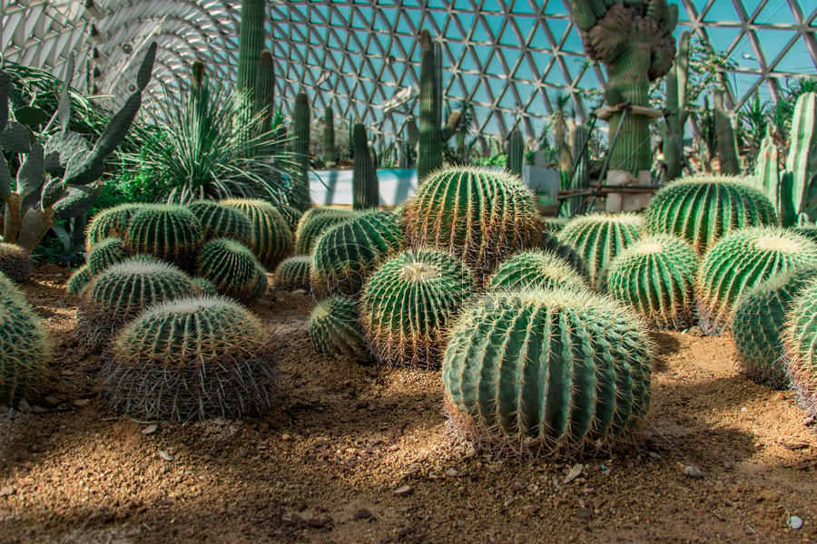 上海辰山植物园沙漠园图片素材免费下载