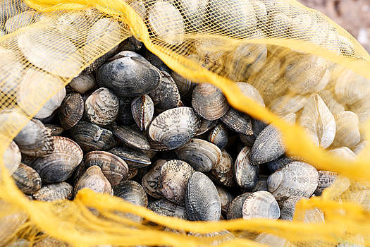 海边湿地新鲜捕捞上来的贝壳图片素材免费下载