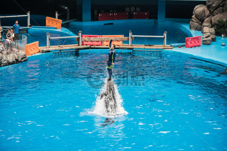 海豚顶着训练员冲出水面图片素材免费下载