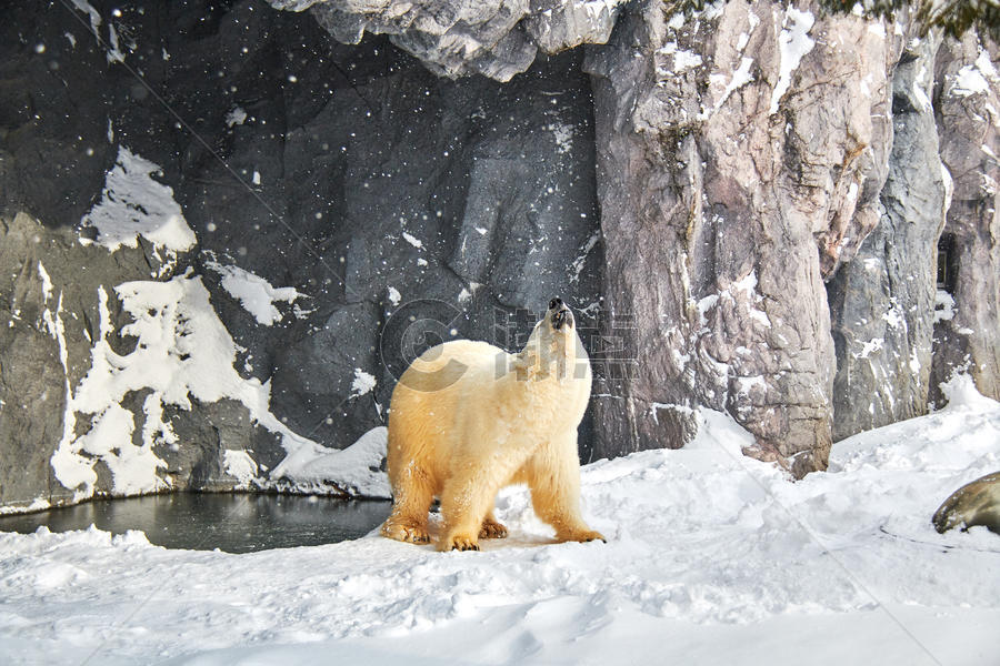 日本北海道旭川动物园北极熊图片素材免费下载