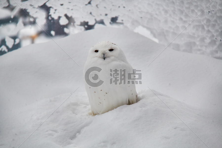 日本北海道旭川动物园猫头鹰图片素材免费下载