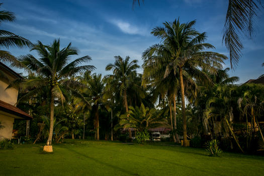 泰国椰树图片素材免费下载