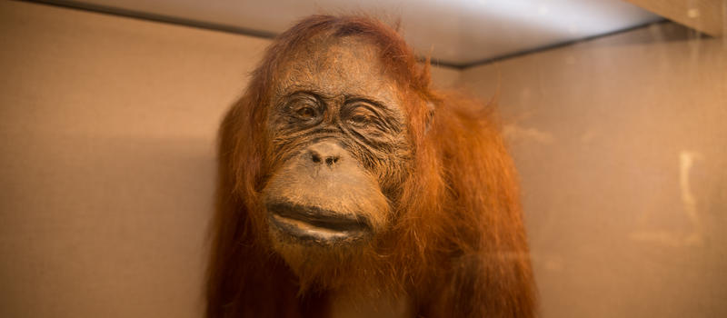 红毛猩猩标本特写图片素材免费下载