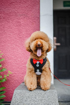 穿西装的泰迪犬图片素材免费下载