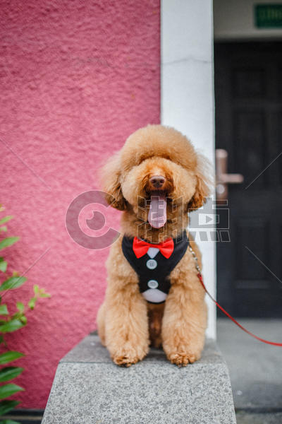 穿西装的泰迪犬图片素材免费下载