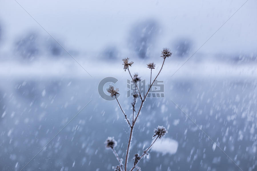 冬季下雪时雪中的植物图片素材免费下载