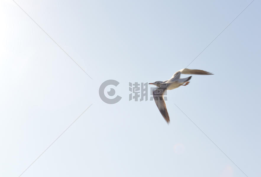 洱海上的海鸥图片素材免费下载