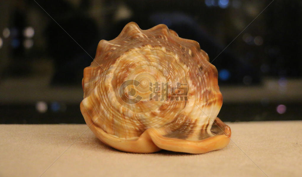 海螺壳图片素材免费下载