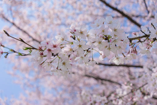 无锡鼋头渚樱花节图片素材免费下载