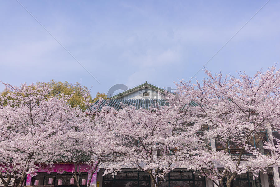 无锡鼋头渚樱花节图片素材免费下载