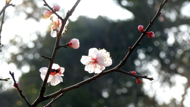 新春春节白色梅花图片素材免费下载
