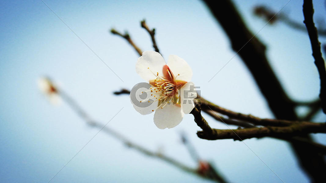 蓝天背景下的白色梅花花朵图片素材免费下载
