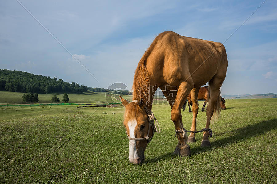 草原上吃草的马儿图片素材免费下载