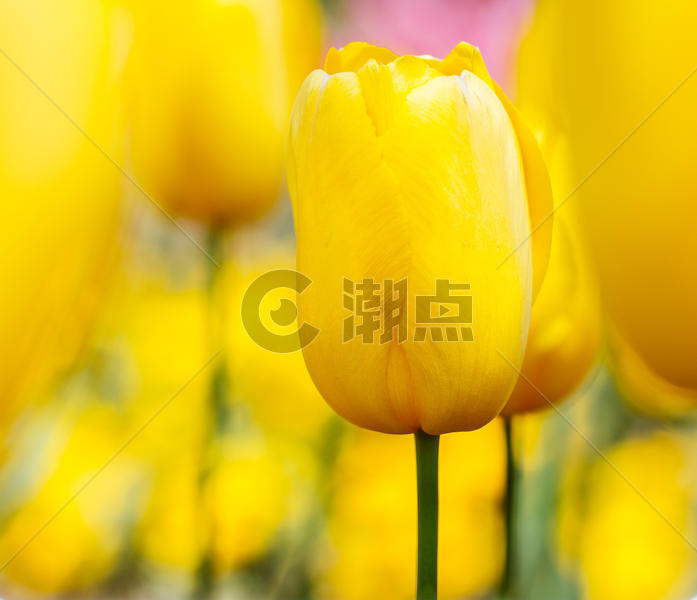 春天里盛开的黄色郁金香图片素材免费下载