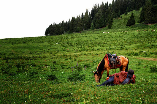 新疆赛里木湖草原的马图片素材免费下载