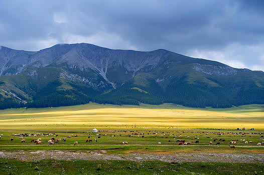 新疆赛里木湖草原羊群图片素材免费下载