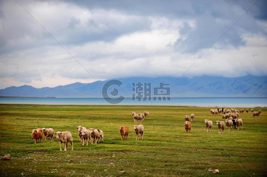 新疆赛里木湖草原羊群图片素材免费下载