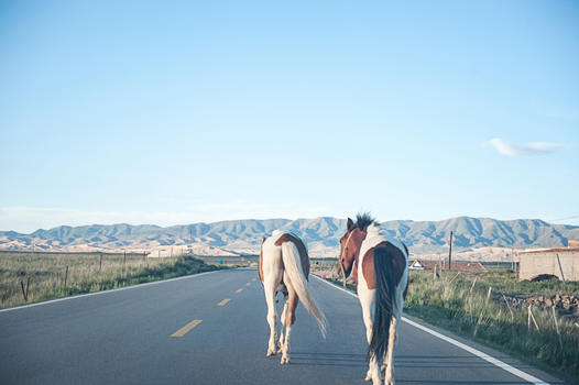 青海公路散步的两匹马图片素材免费下载