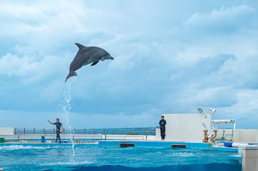 日本冲绳海洋公园图片素材免费下载