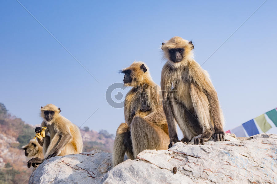 山上的野生猴子图片素材免费下载
