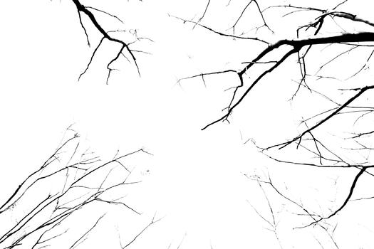 黑白简易风格的树枝图片素材免费下载