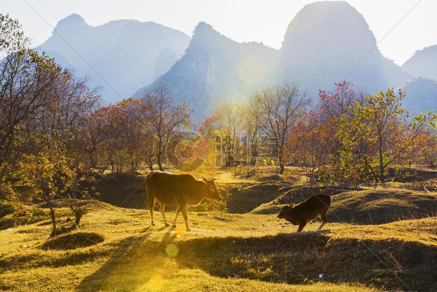 桂林漓江边的秋色图片素材免费下载