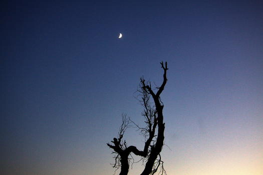 月光枯树图片素材免费下载