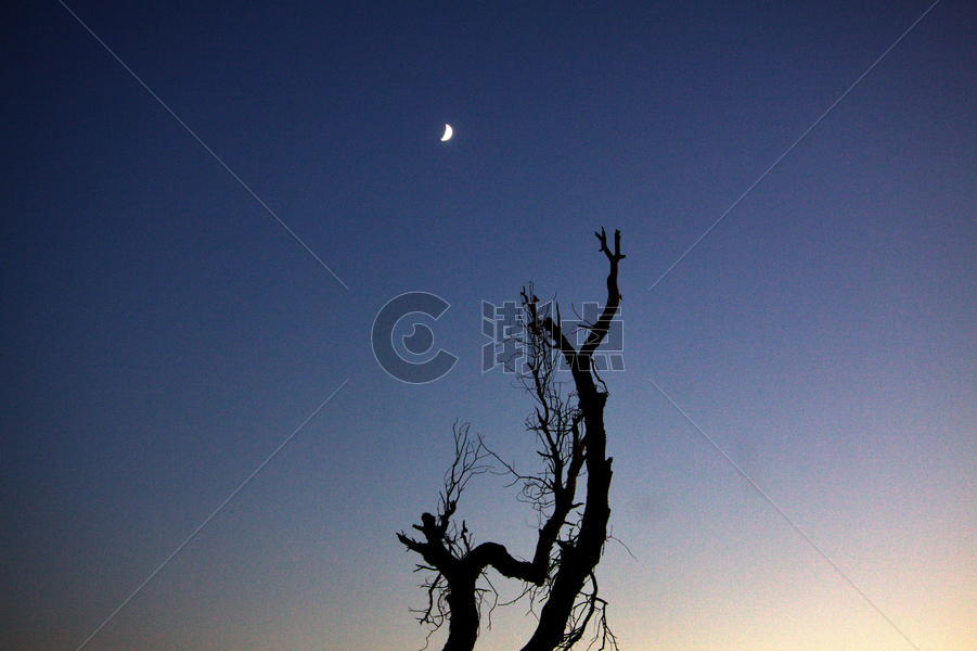 月光枯树图片素材免费下载