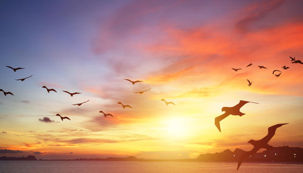 海边夕阳海鸥图片素材免费下载