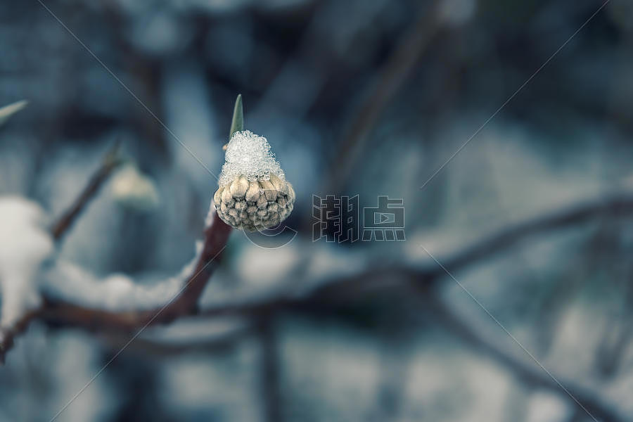 雪中的花卉植物图片素材免费下载