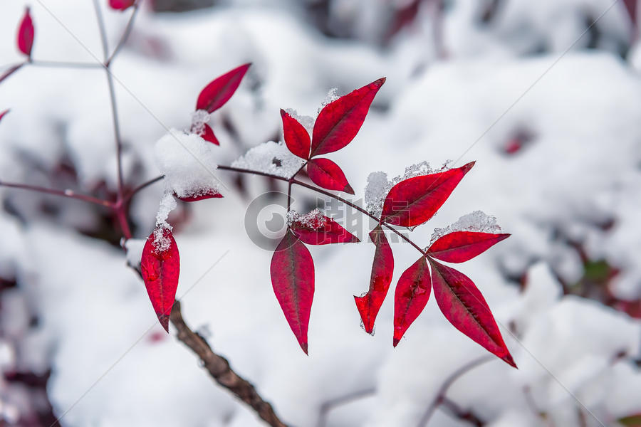 雪中的红叶图片素材免费下载