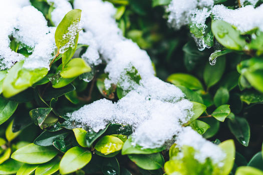 被白雪覆盖的绿色植物图片素材免费下载
