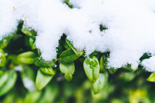 被白雪覆盖的绿色植物图片素材免费下载