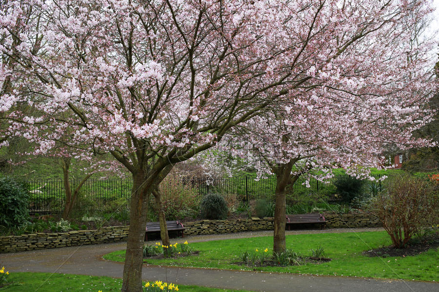 公园樱花树图片素材免费下载