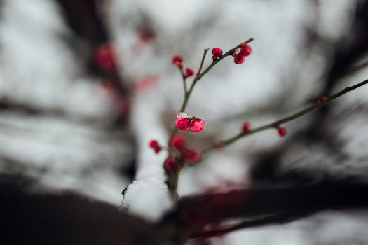 冬日里的梅花与雪花图片素材免费下载