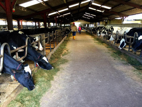 奶牛农场图片素材免费下载